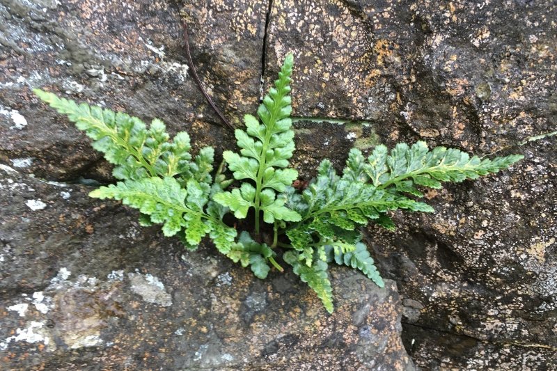L. pinnatifidum
