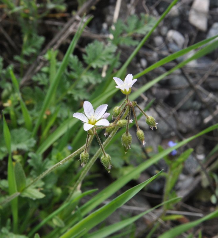 Cardamine japonica