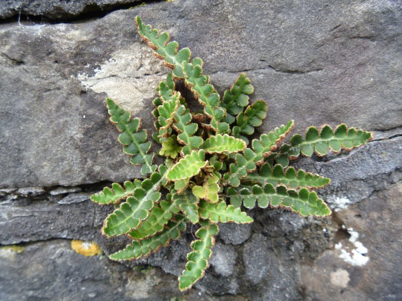 Костенец зонтичный Holósteum umbellátum