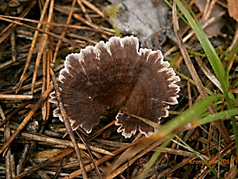 Hydrocotyle vulgaris