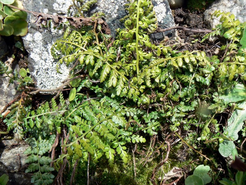 Asplenium Ceterach