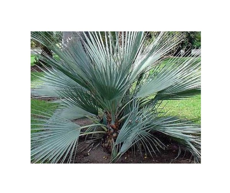 Nannorrhops ritchiana - НАНОРОПС