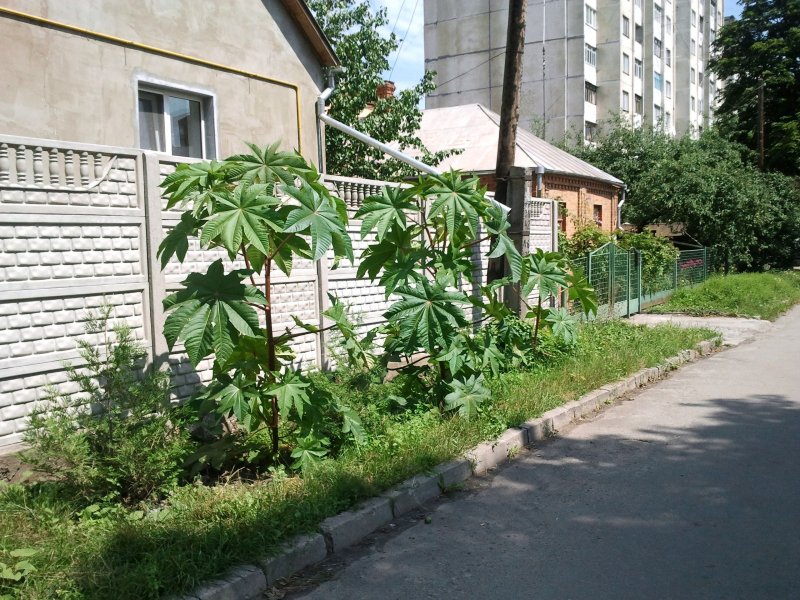 Забор из клещевины