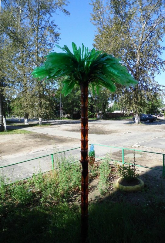 Трахикарпус Форчуна