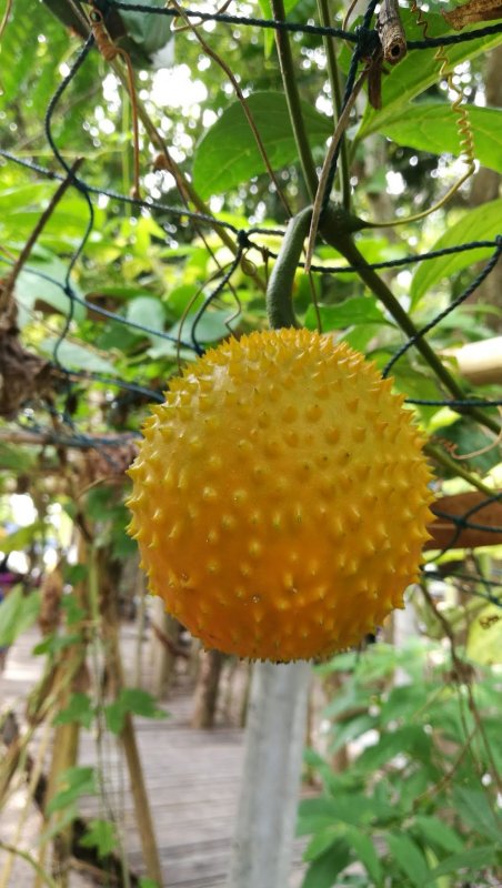 Момордика cochinchinensis