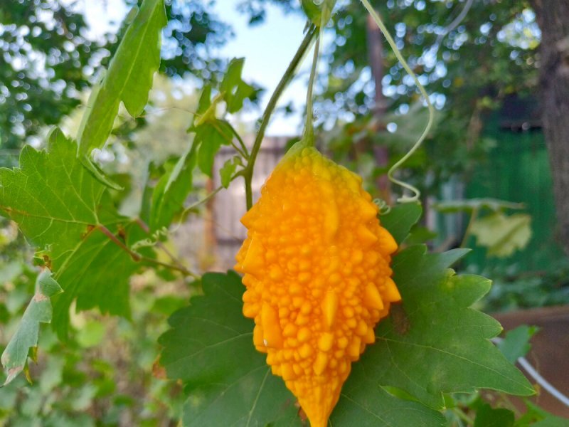 - Гак (Momordica cochinchinensis)