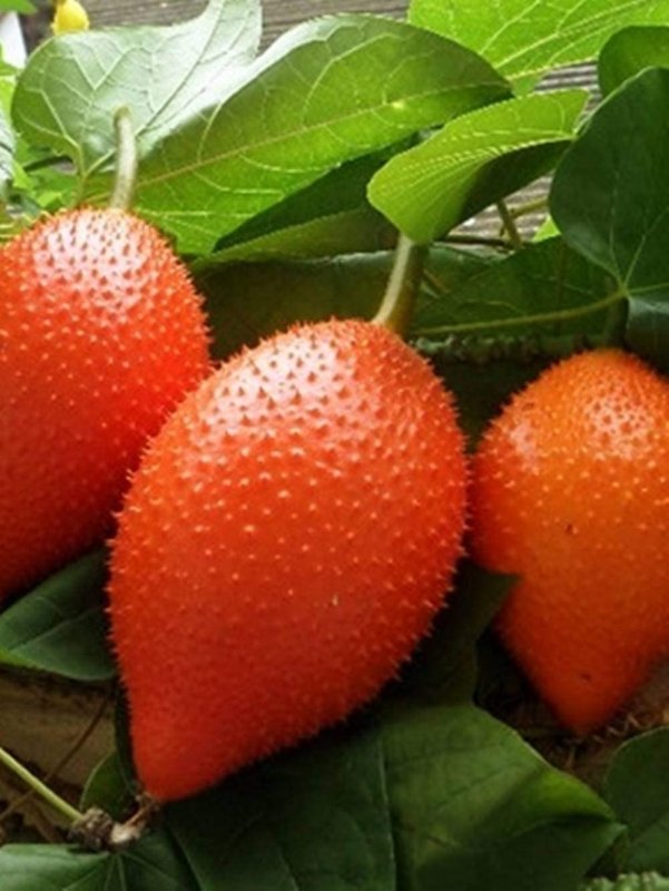 Момордика косточки