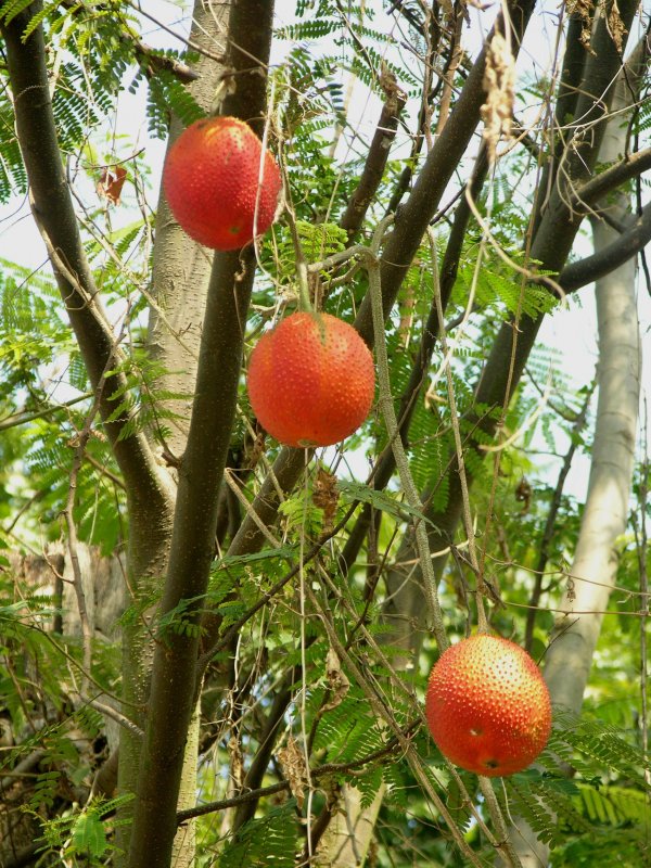 Момордика харанция (Bitter Gourd)