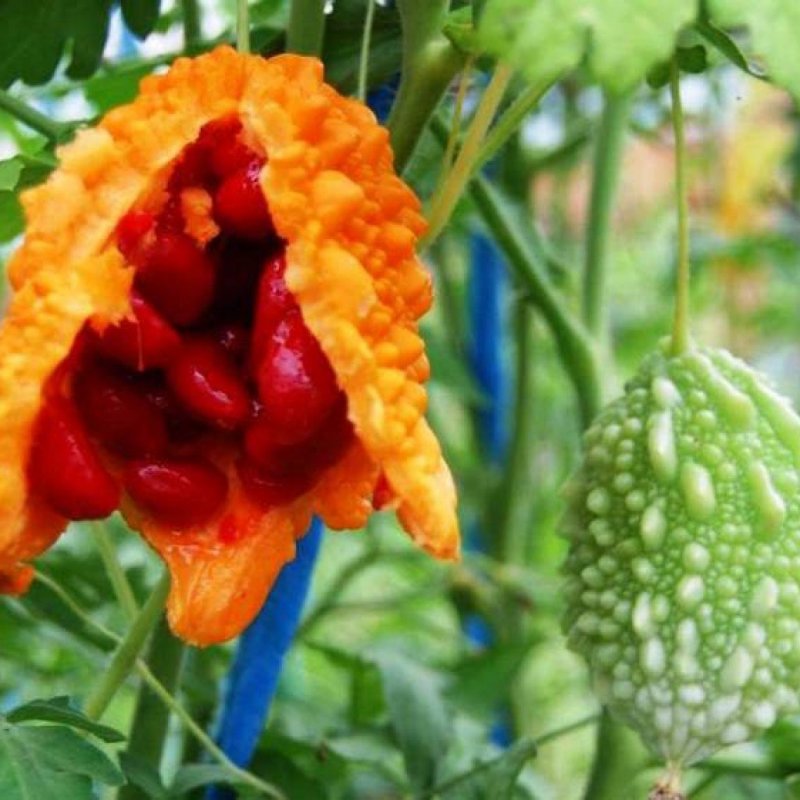 Momordica cochinchinensis