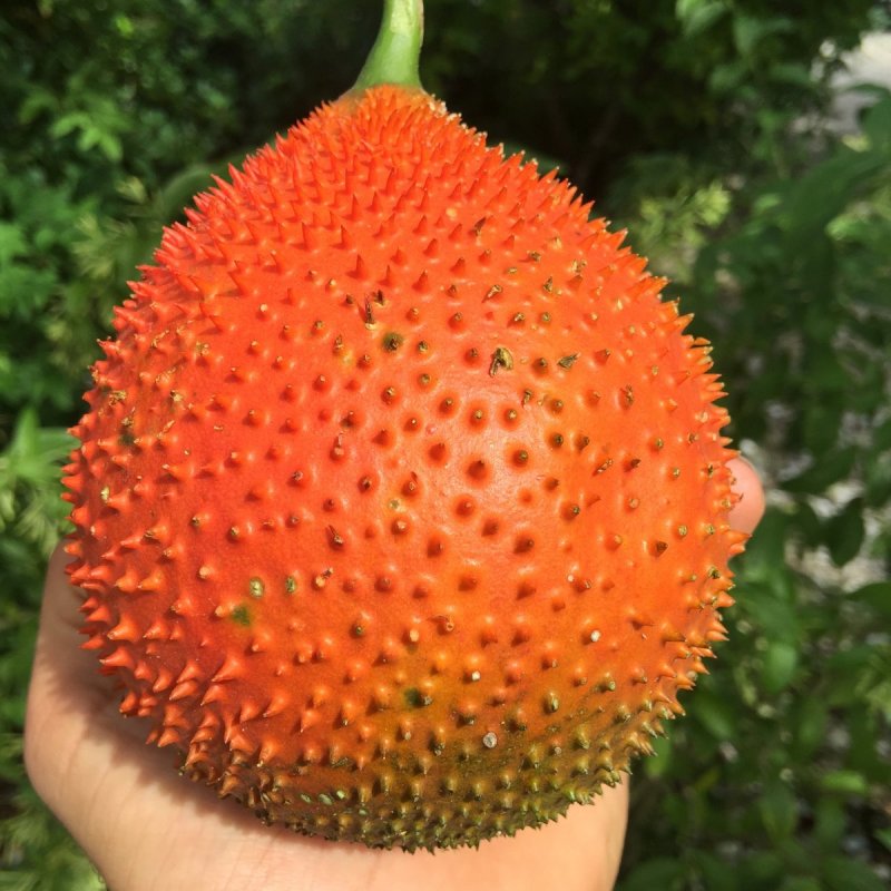 Момордика cochinchinensis