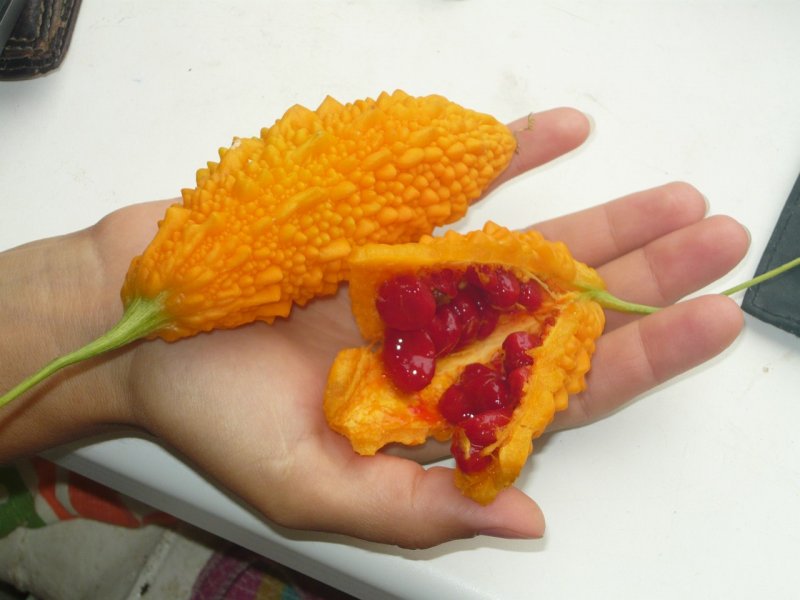 Момордика cochinchinensis