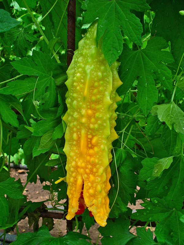 Лиана момордика