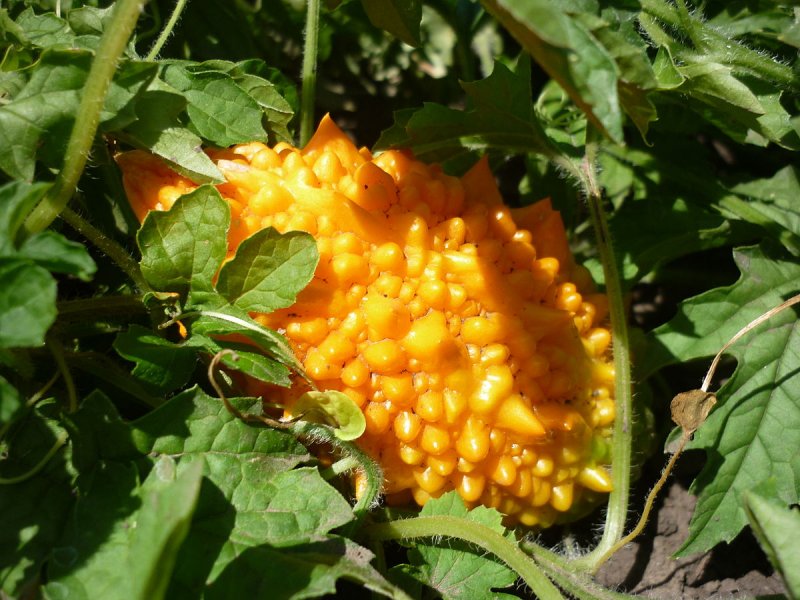 - Гак (Momordica cochinchinensis)