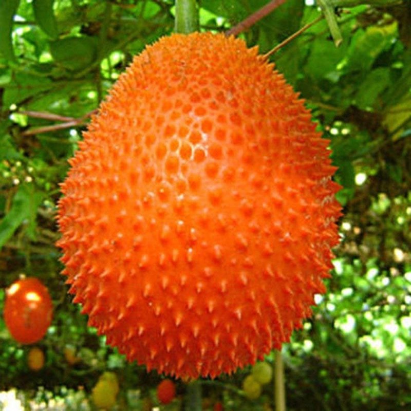Момордика cochinchinensis