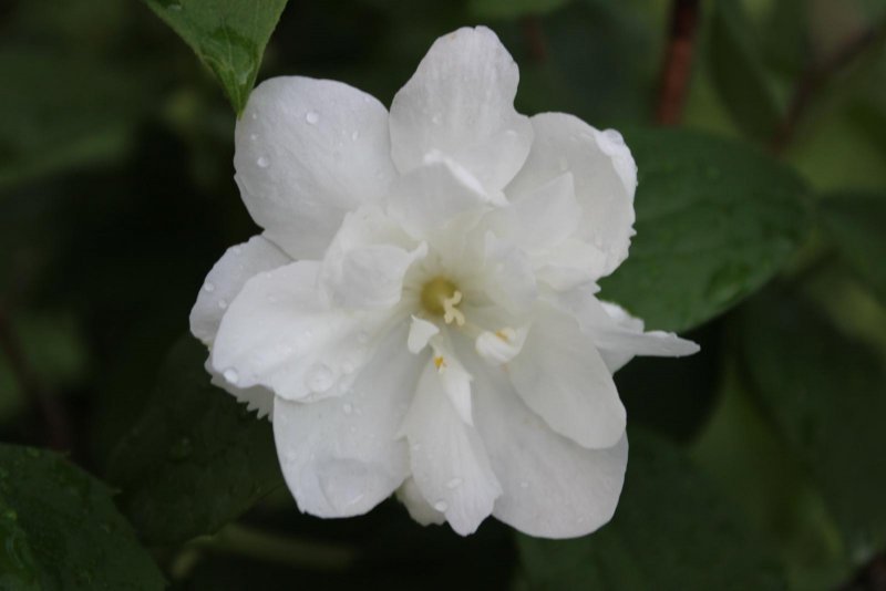 Чубушник Philadelphus Казбек