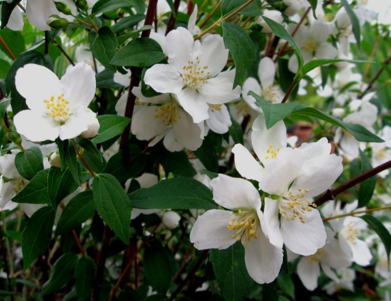 Чубушник Philadelphus Albâtre 40 – 60