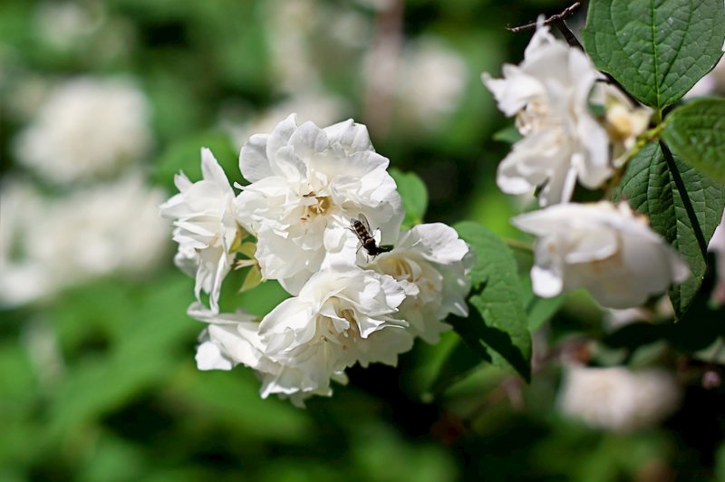 Чубушник Dame Blanche