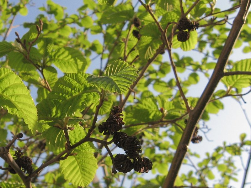 Alnus glutinosa (ольха европейская)