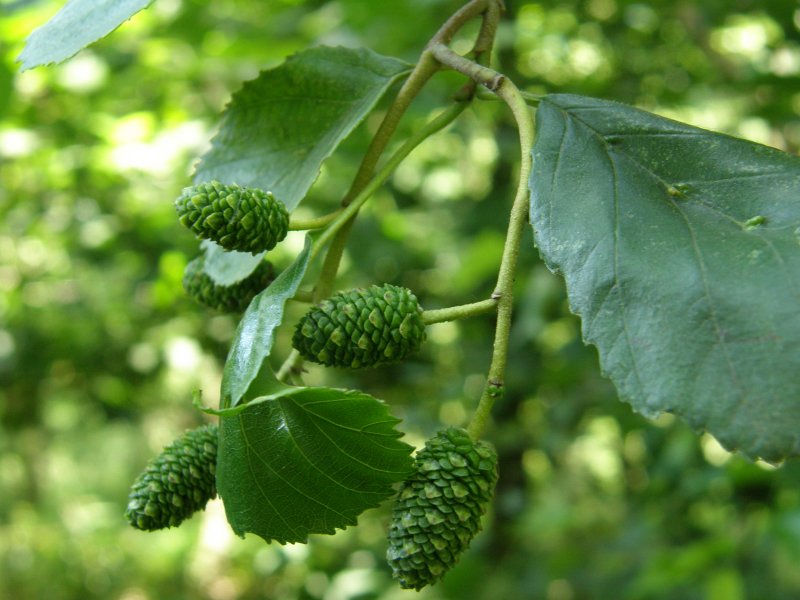 Ольха серая Alnus incana