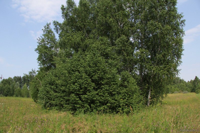 Ольха кустарниковая