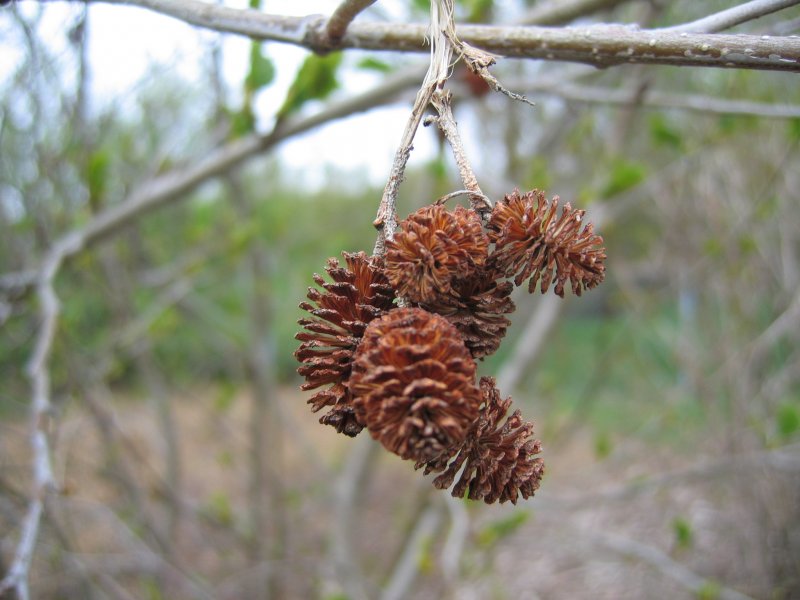 Ольха чёрная (Álnus glutinósa)