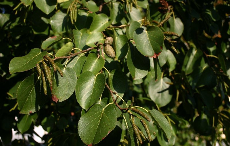 Ольха серая Alnus incana