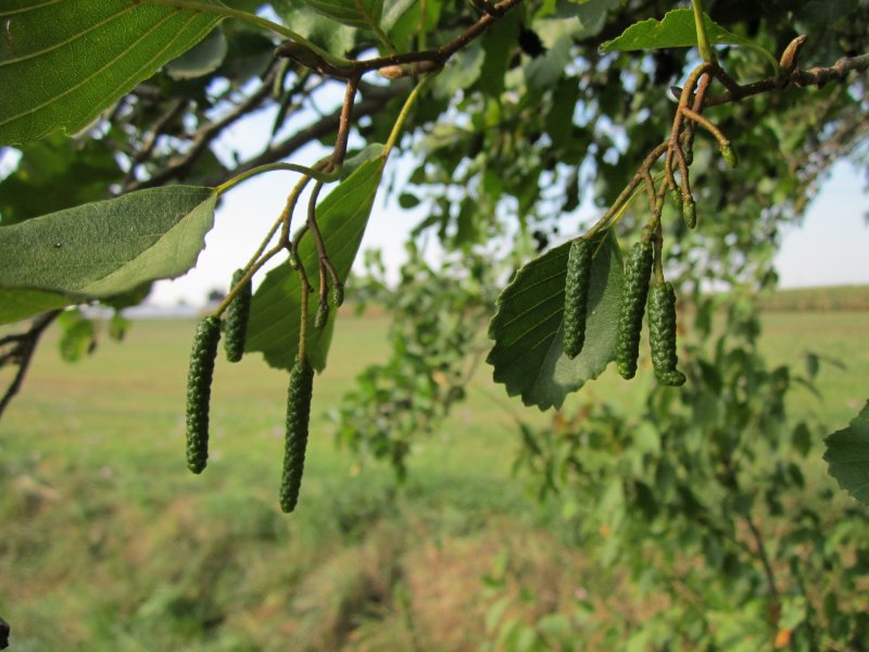 Ольха серая - Alnus incana (l