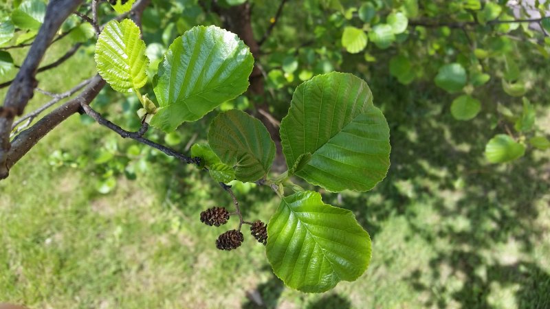 Alnus glutinosa (ольха европейская)