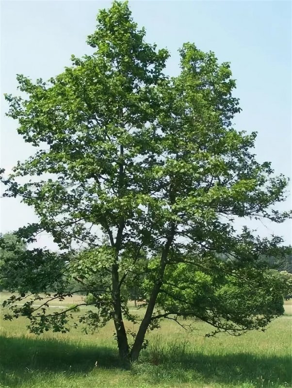 Duschekia fruticosa
