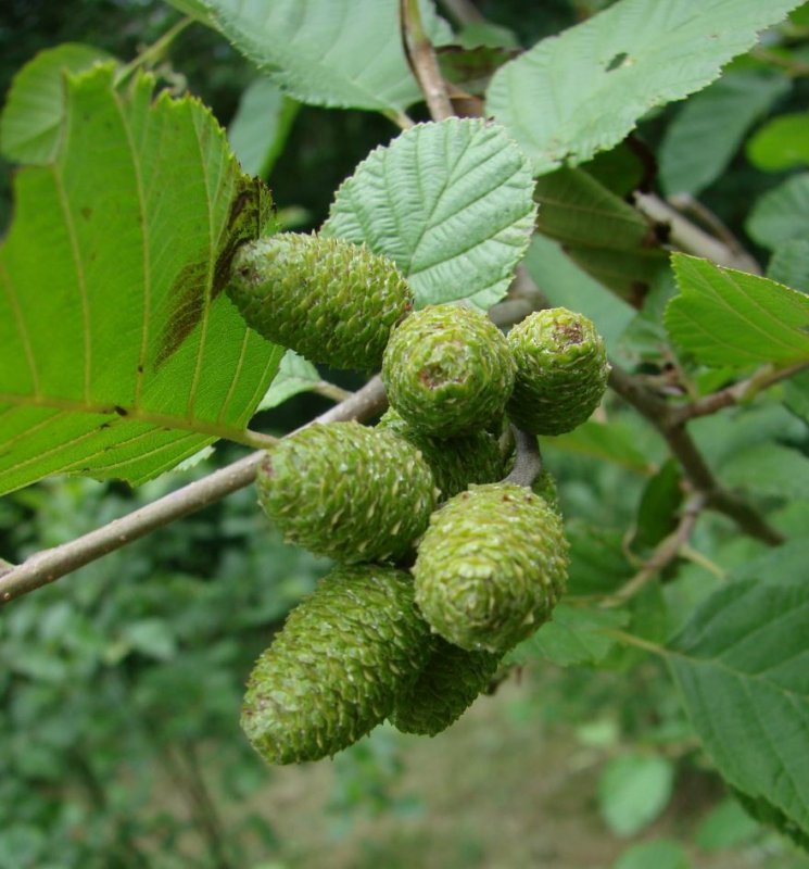 Alnus glutinosa (ольха европейская)