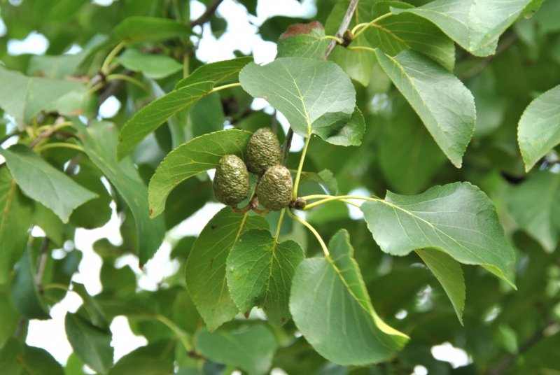 Ольха Alnus glutinosa