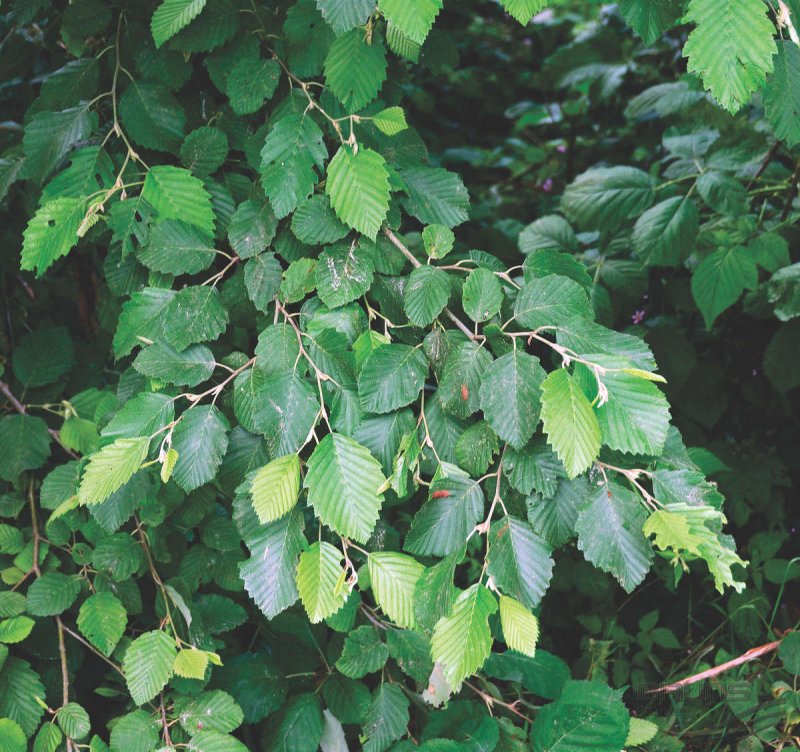 Alnus glutinosa ольха черная цветет