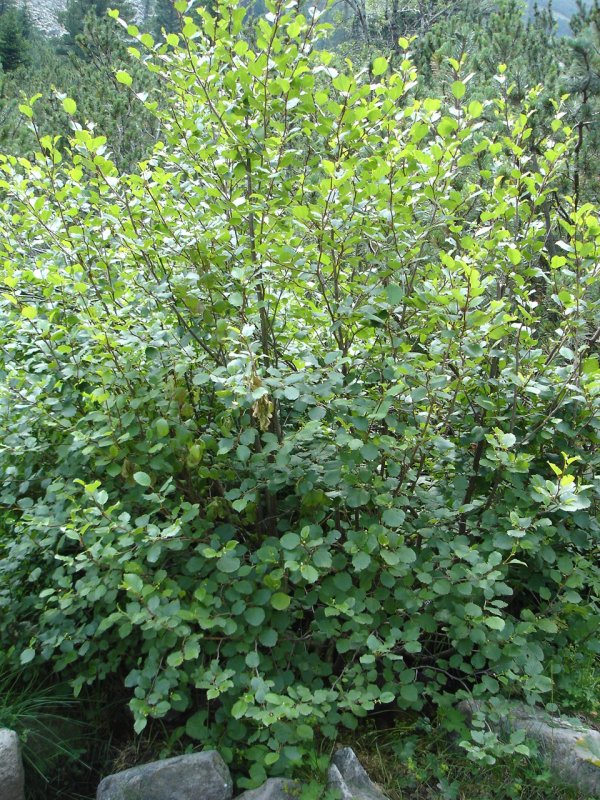 Ольха Alnus glutinosa