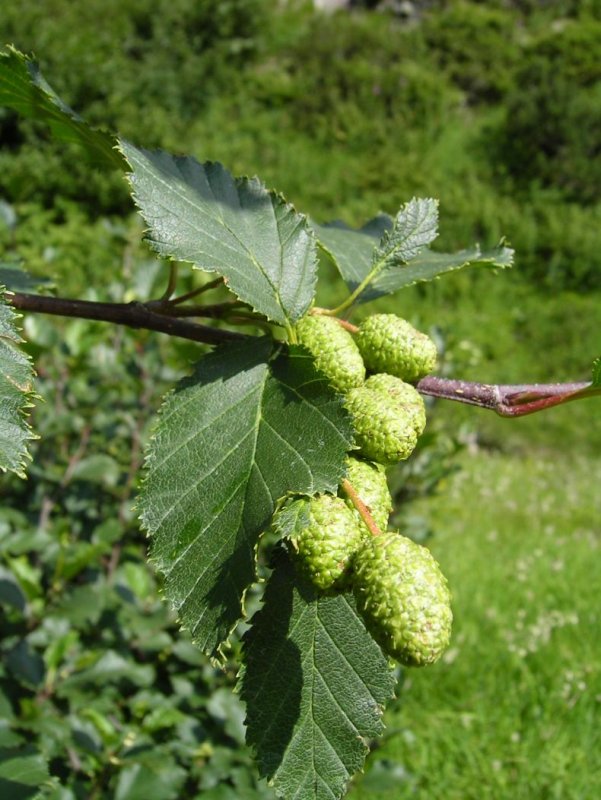 Ольха серая (Álnus incána)