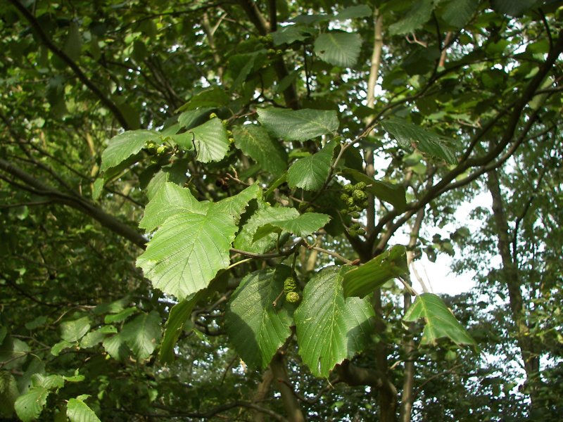 Alnus glutinosa