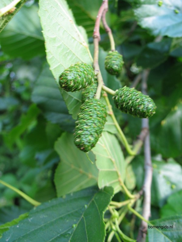 Ольха черная (Alnus glutinosa)
