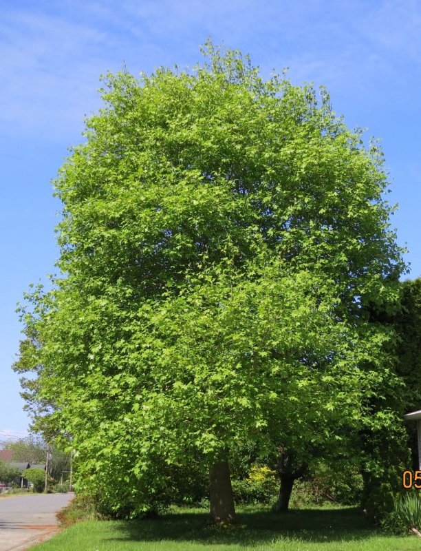 Alnus glutinosa (ольха европейская)
