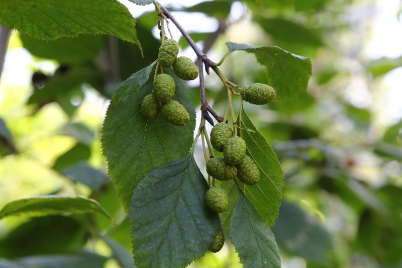 Alnus incana