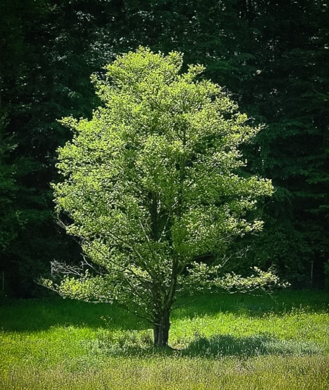 Ольха серая Aurea