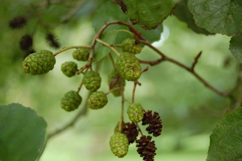 Alnus glutinosa (ольха европейская)