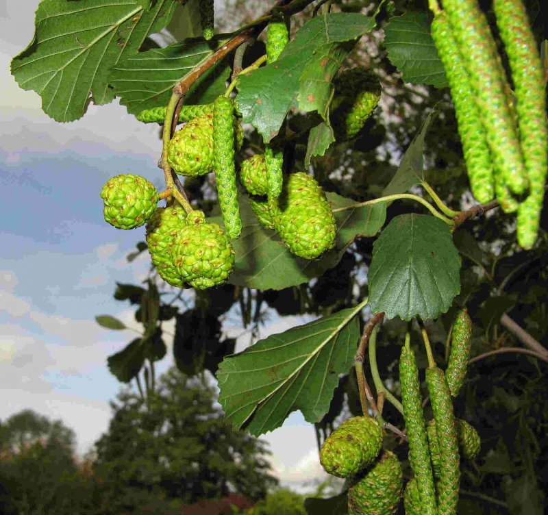 Ольха Alnus incana
