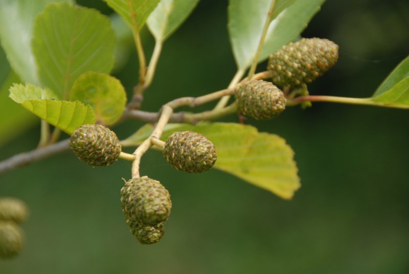 Ольха пушистая (Alnus hirsuta)