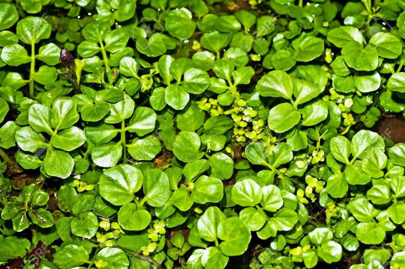 Cardamine flexuosa