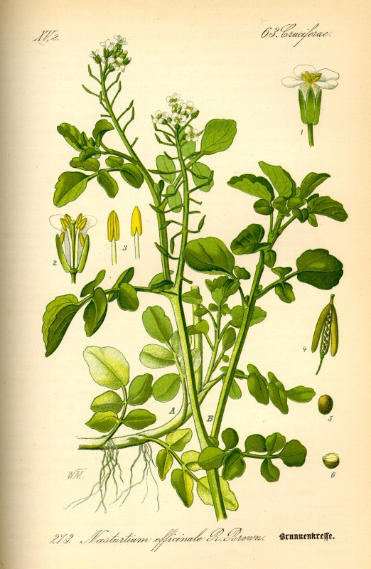 Lepidium Draba растение