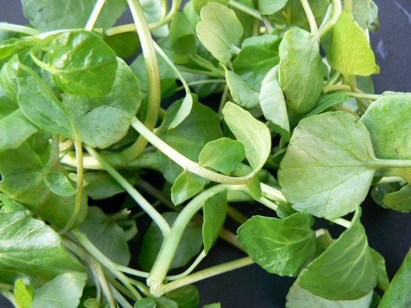 Nasturtium officinale