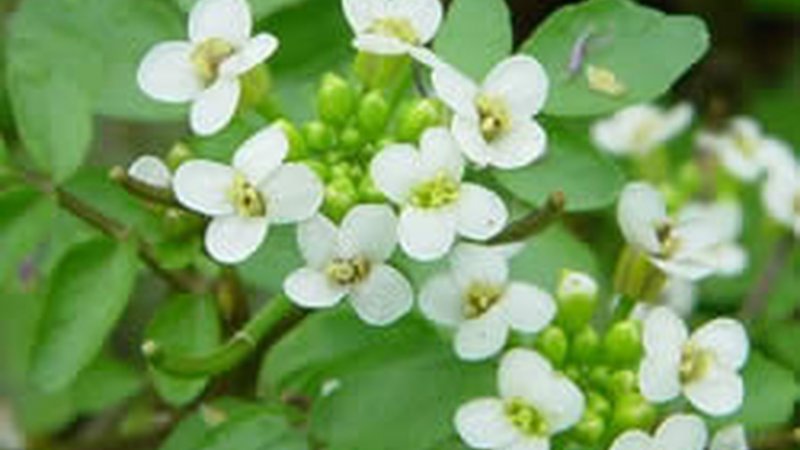 Nasturtium officinale