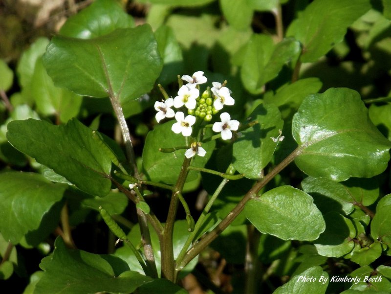 Nasturtium officinale