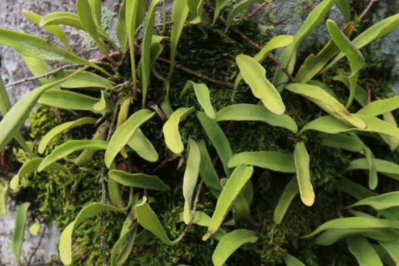 Папоротник Pyrrosia piloselloides.
