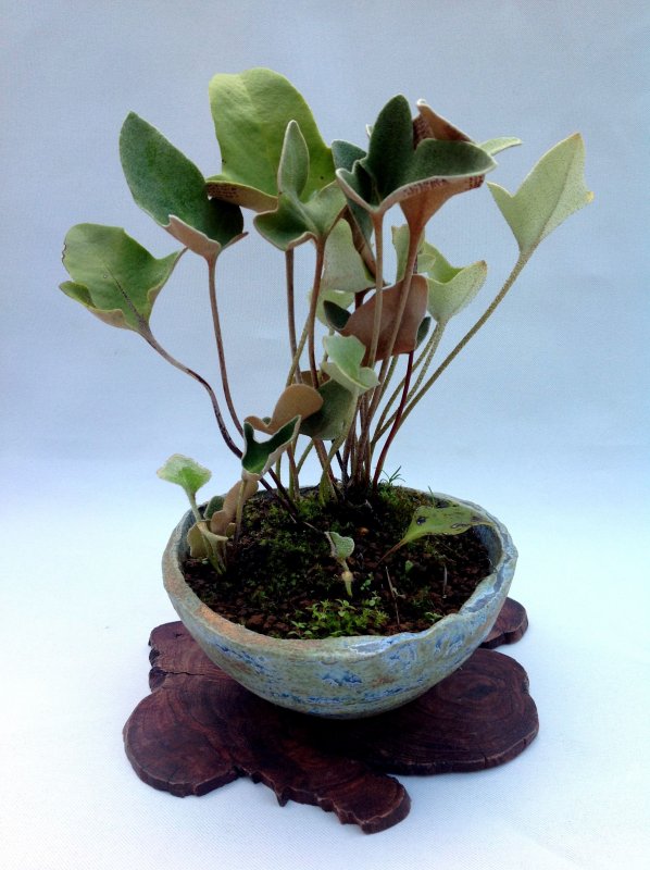 Асплениум сколопендровый Asplenium