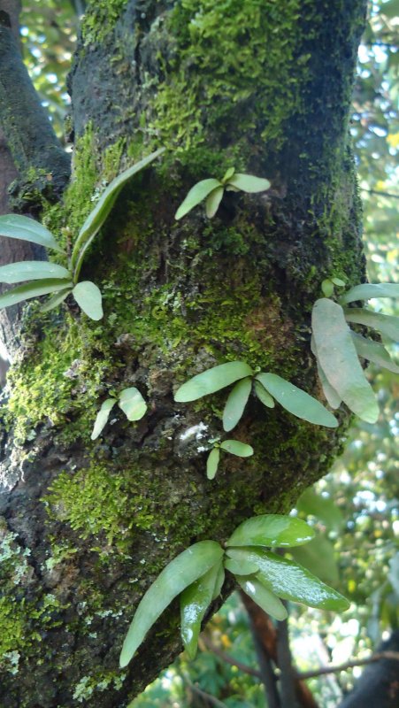 Pyrrosia SP. Ex. Vietnam Pyrrosia SP.